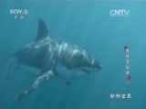 动物世界 《动物世界》 20161105 野性零距离（三）