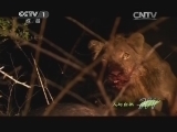 人与自然 《人与自然》 20140514 人物亲历 暗夜非洲豹