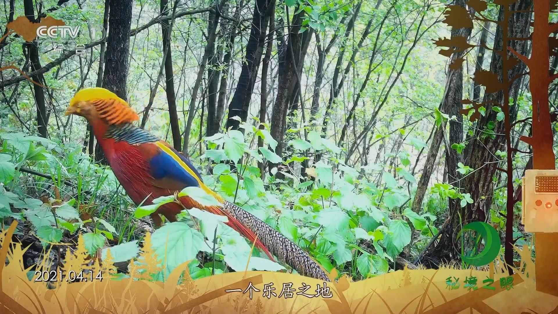秘境之眼 《秘境之眼》 红腹锦鸡 20230906
