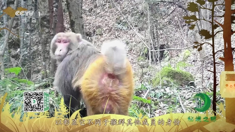 秘境之眼 《秘境之眼》 猕猴 20220812