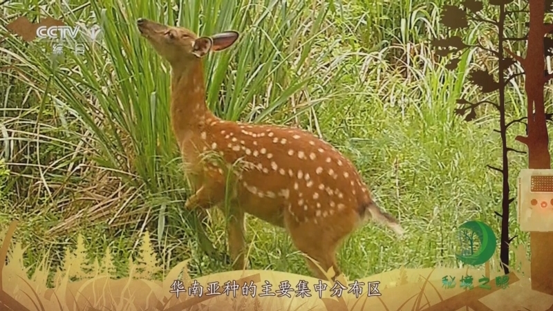 秘境之眼 《秘境之眼》 小麂 20230719