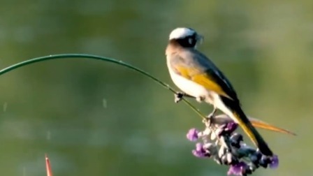 长安四重奏节气系列短视频