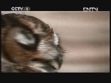 动物世界 《动物世界》 20120509