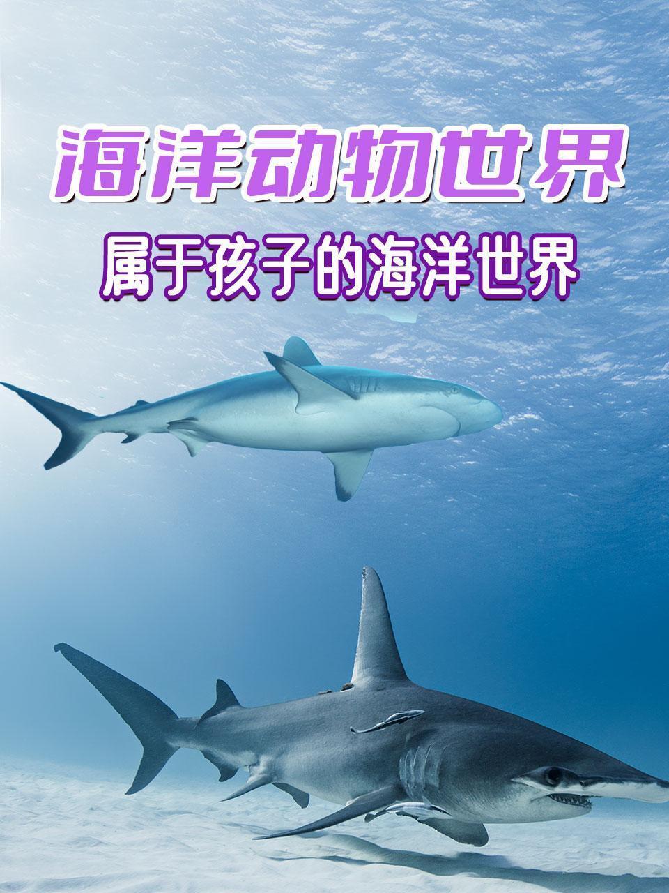 海洋动物世界-属于孩子的海洋世界
