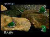 石之迷 第4集