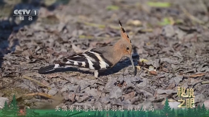 秘境之眼 《秘境之眼》 戴胜 20260514