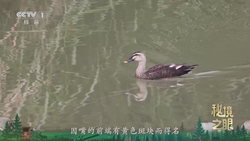秘境之眼 《秘境之眼》 斑嘴鸭 20260819