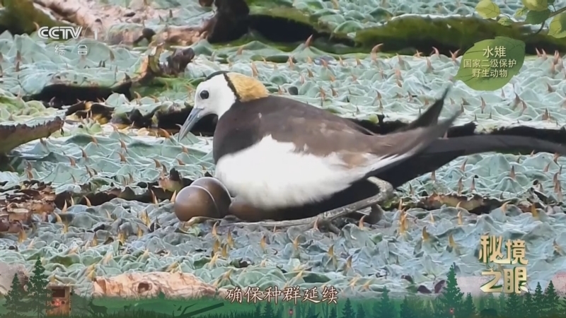 秘境之眼 《秘境之眼》 水雉 20251009