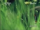动物世界 《动物世界》 20130517 王者之心（三）