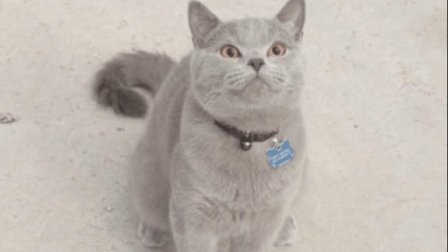 猫男AaronsAnimals 第一季 被禁止带进电影院的宠物猫咪好委屈啊 我灵机一动想了一招 01