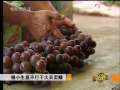 致富经 致富经 2009年 第167期