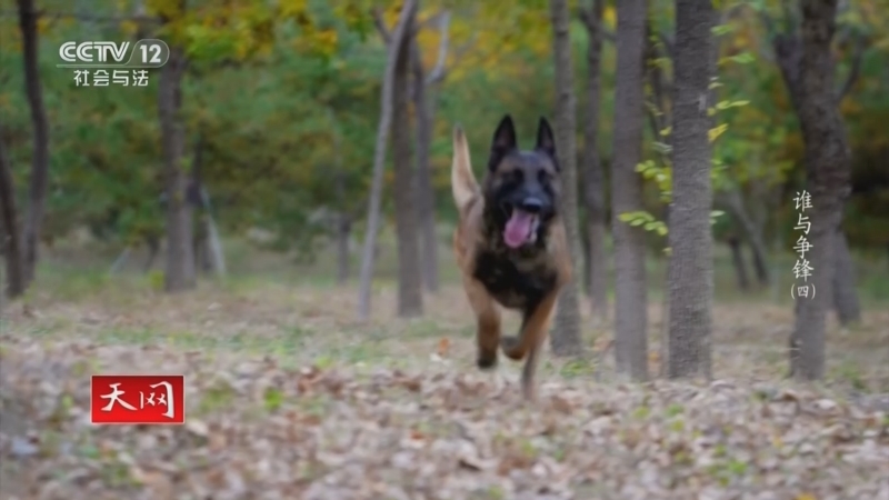 《天网》 20260102 谁与争锋（4）