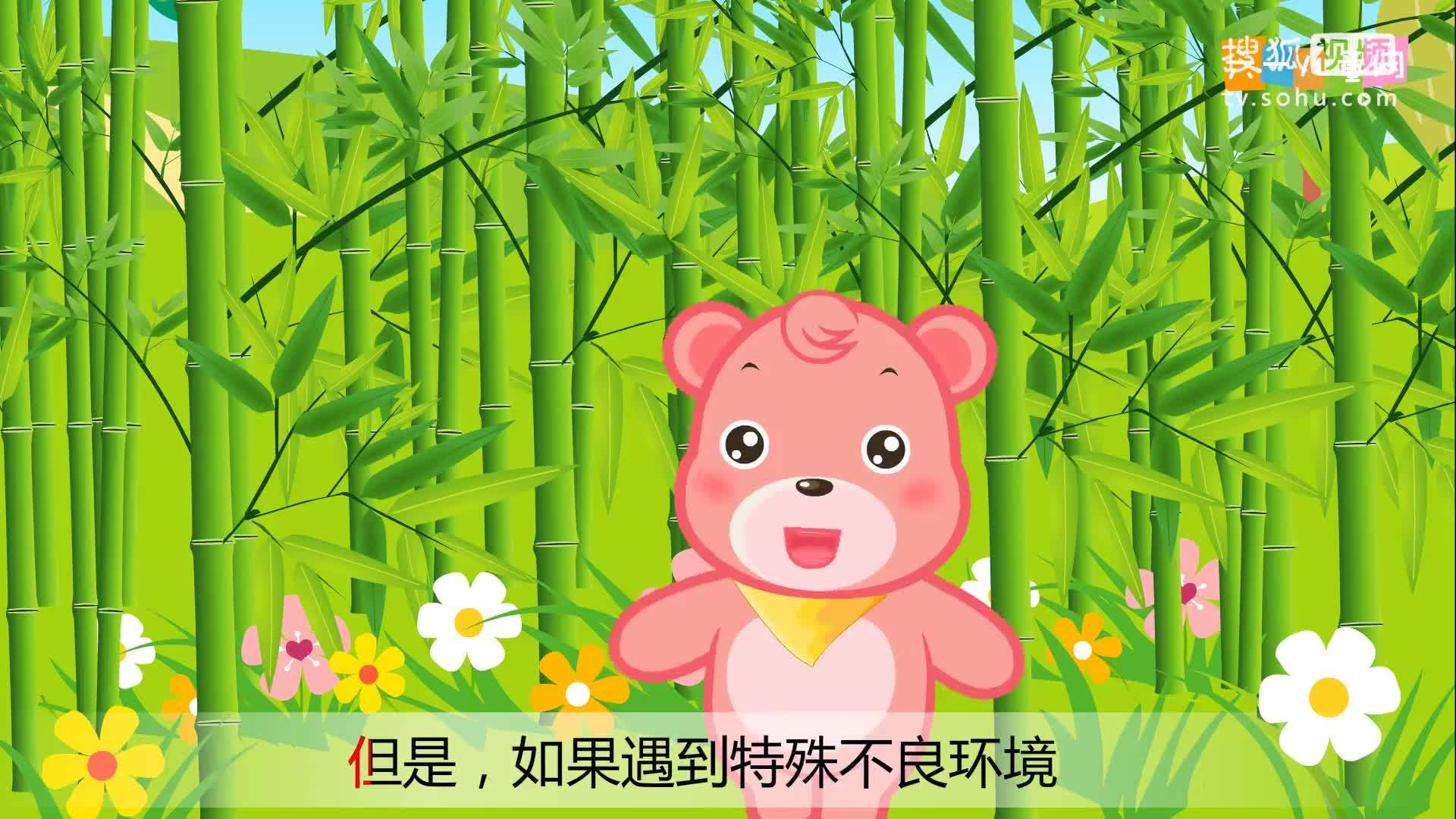 嘟拉十万个为什么 为什么竹子开花后会死？