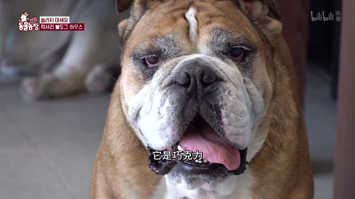 斗牛犬之家