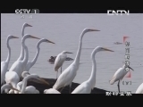 动物世界 《动物世界》 20130916 凯门鳄传奇（下）