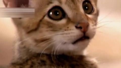 萌宠养成计划 小野猫变身丛林守护者