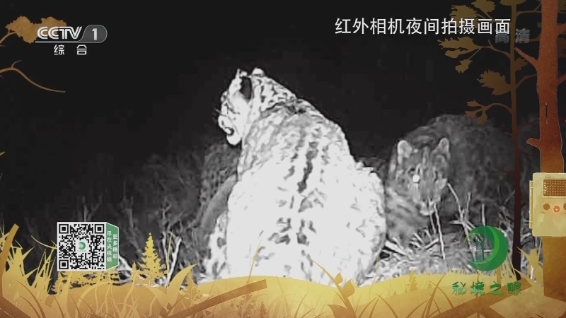 《秘境之眼》 雪豹 20210809