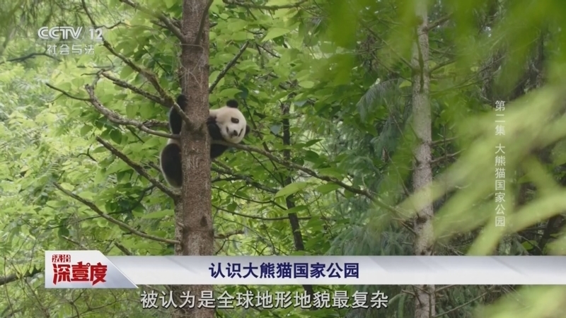 《法治深壹度》 20260221 打卡国家公园 法治一路同行 第2集 大熊猫国家公园