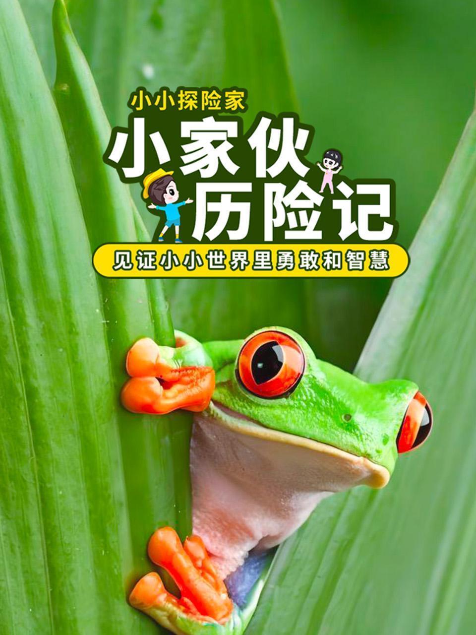 小家伙历险记：见证小小世界里勇敢和智慧