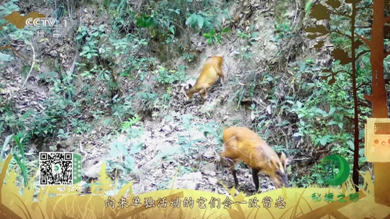 《秘境之眼》 赤麂 20211028
