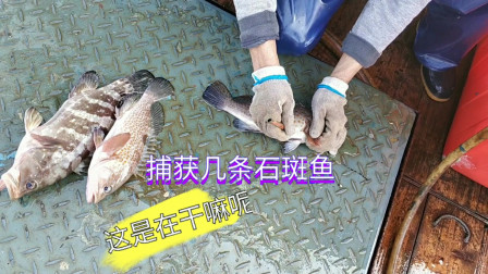 南澳岛赶海日记 渔民捕到的石斑鱼后，会在鱼身上扎下后价格就能变高，是啥原因