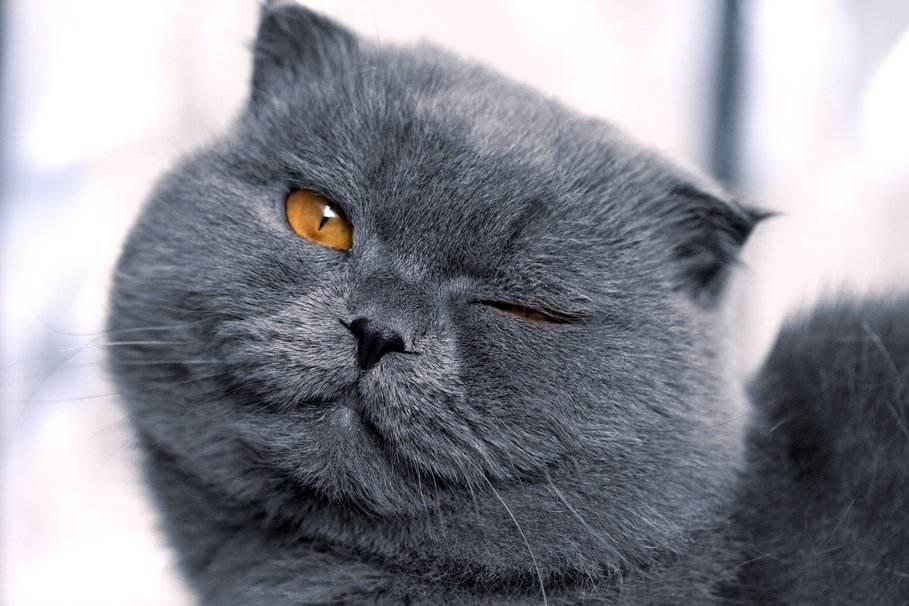萌宠大乐斗 萌宠大乐斗255  猫咪眨眼时在表达我爱你吗？