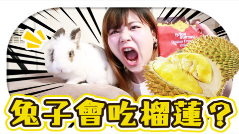 瘾食星球 作死实验之兔兔吃榴莲吗