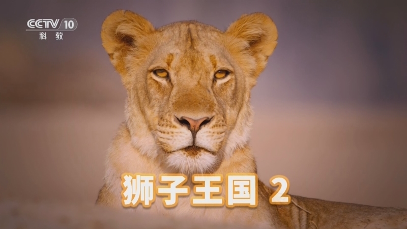 《自然传奇》 20260224 狮子王国 2