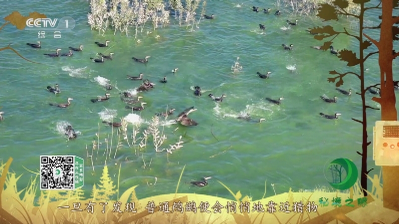 《秘境之眼》 普通鸬鹚 20211229