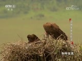 动物世界 《动物世界》 20171220 动物家族历险记（三）