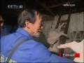 走近科学 “猪宝”疑云