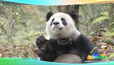 远方的家 《远方的家》 栗子坪国家级自然保护区 大熊猫放归之乡 20190827