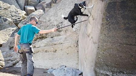 聊斋怪谈 这是一只喜欢玩跑酷的边牧犬 网友：这么潮？