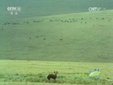 人与自然 《人与自然》 20150725 自然故事：猎犬姐妹的故事（上）