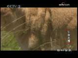 动物世界 动物世界 2009年 第263期