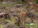 人与自然 《人与自然》 20161127 飞越彩虹—勇士归来（下）