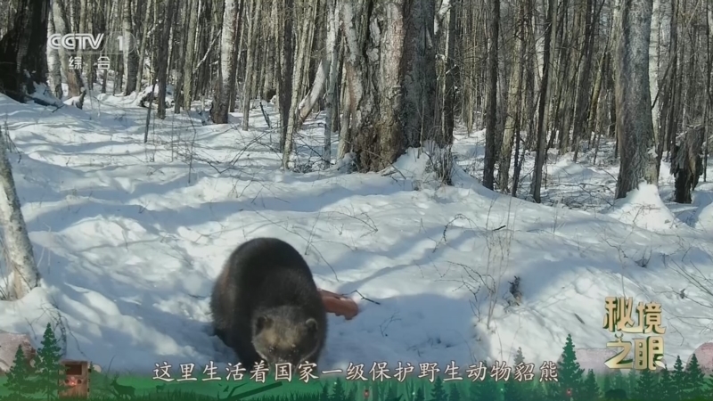 《秘境之眼》 貂熊 20260504