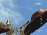 动物世界 《动物世界》 20160703 欢乐獴家族