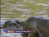 人与自然 《人与自然》 20131014 自然故事 卡罗琳娜小姐和她的水獭儿子（上）