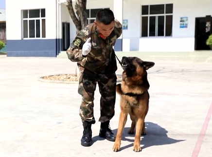 新闻当事人 缉毒神犬大挑战