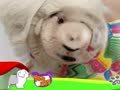 狗狗日记 第57天 我的新衣