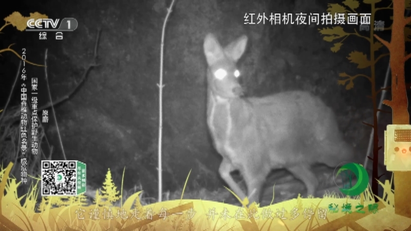 《秘境之眼》 猞猁/野猪/松鸦/原麝 20210319