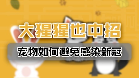 美国大猩猩也中招了！宠物如何避免感染新冠