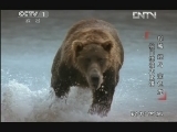 动物世界 《动物世界》 20130405 棕熊、鲣鸟、变色龙独门绝技大比拼
