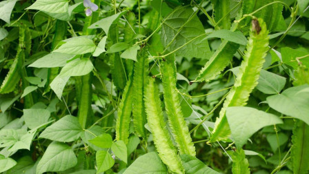 这种植物国外一斤卖15美元，在国内只能喂猪！