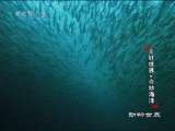 动物世界 动物世界 2010年 第35期
