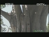 人与自然 《人与自然》 20131023 自然故事 漫漫成长路（上）