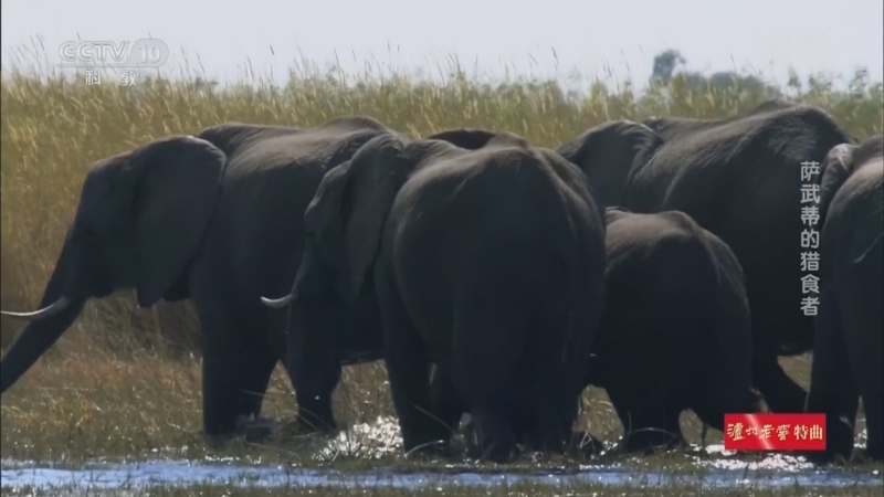 《自然传奇》 20260313 萨武蒂的猎食者