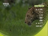 自然传奇 《自然传奇》 20171208 花豹的故事