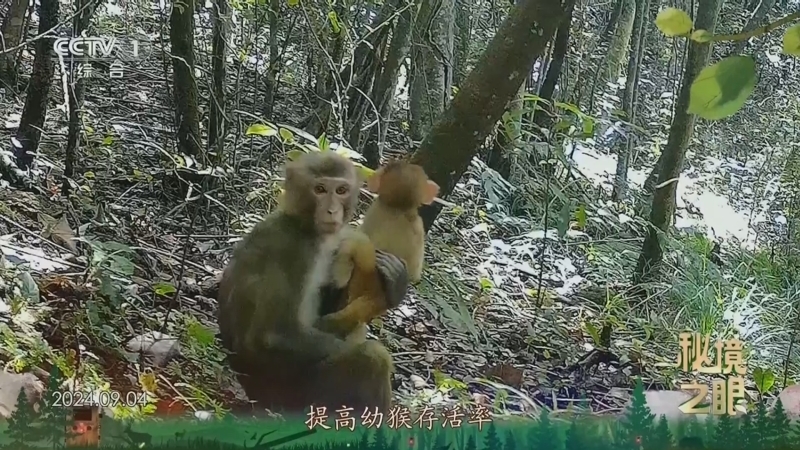 秘境之眼 《秘境之眼》 猕猴 20250323